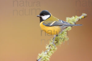 Foto di Cinciallegra (Parus major)