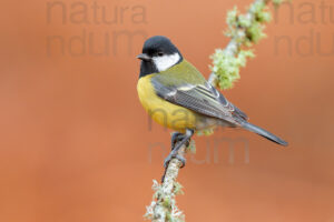 Foto di Cinciallegra (Parus major)