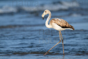 Foto di Fenicottero rosa (Phoenicopterus roseus)