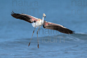 Foto di Fenicottero rosa (Phoenicopterus roseus)