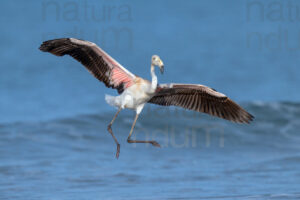 Photos of Greater Flamingo (Phoenicopterus roseus)