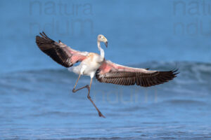 Photos of Greater Flamingo (Phoenicopterus roseus)