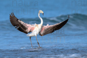 Foto di Fenicottero rosa (Phoenicopterus roseus)