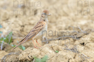 Foto di Calandrella (Calandrella brachydactyla)