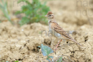 Foto di Calandrella (Calandrella brachydactyla)