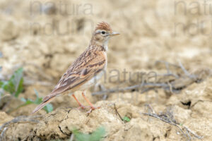 Foto di Calandrella (Calandrella brachydactyla)