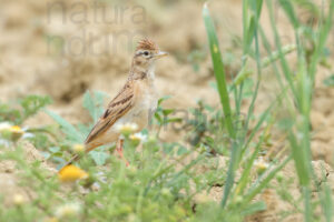 Foto di Calandrella (Calandrella brachydactyla)