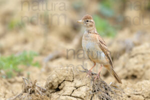 Foto di Calandrella (Calandrella brachydactyla)