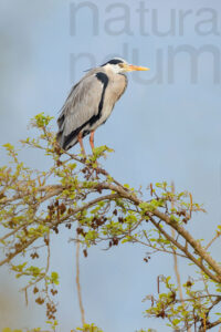 Photos of Grey Heron (Ardea cinerea)