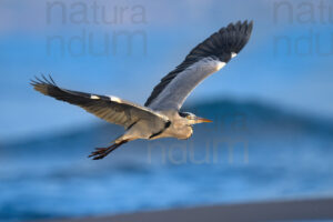 Foto di Airone cenerino (Ardea cinerea)