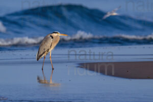 Foto di Airone cenerino (Ardea cinerea)