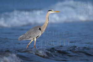 Foto di Airone cenerino (Ardea cinerea)