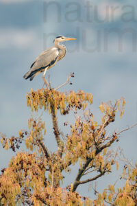 Foto di Airone cenerino (Ardea cinerea)