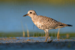 Foto di Pivieressa (Pluvialis squatarola)