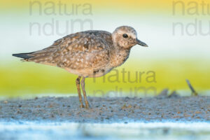 Photos of Grey Plover (Pluvialis squatarola)