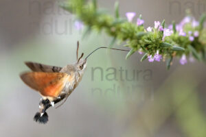 Foto di Sfinge del Galio (Macroglossum stellatarum)