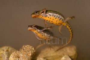 Photos of Italian newt (Lissotriton italicus)