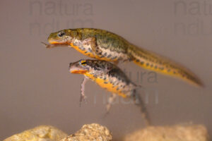 Photos of Italian newt (Lissotriton italicus)