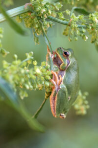 Photos of Italian Tree Frog (Hyla intermedia)