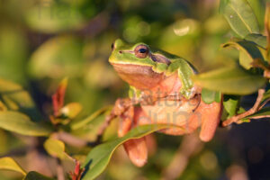 Photos of Italian Tree Frog (Hyla intermedia)