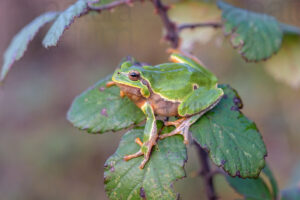 Foto di Raganella italiana (Hyla intermedia)