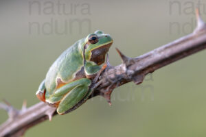 Foto di Raganella italiana (Hyla intermedia)