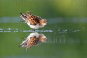 Foto di Gambecchio comune (Calidris minuta)