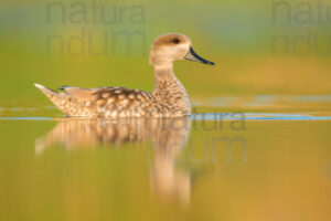 Photos of Marbled Duck (Marmaronetta angustirostris)