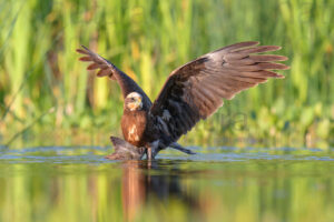 Foto di Falco di palude (Circus aeruginosus)