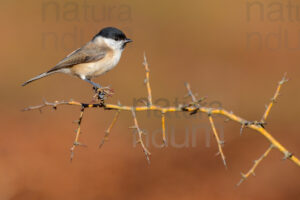 Photos of Marsh Tit (Poecile palustris)