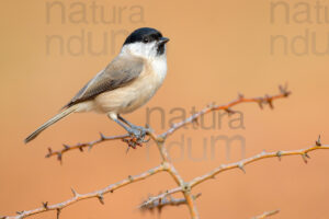 Foto di Cincia bigia (Poecile palustris)