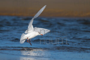 Foto di Gabbiano corallino (Larus melanocephalus)