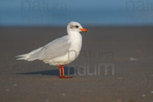 Photos of Mediterranean Gull (Larus melanocephalus)