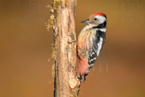 Foto di Picchio rosso mezzano (Dendrocopos medius)