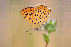 Foto di Polyommatus icarus