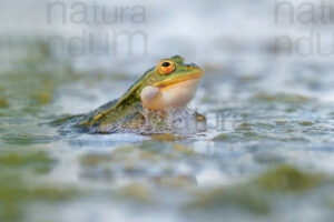 Foto di Rana verde (Pelophylax lessonae,esculentus)