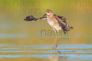 Photos of Ruff (Calidris pugnax)