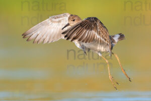 Foto di Combattente (Calidris pugnax)