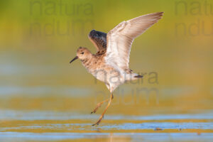 Foto di Combattente (Calidris pugnax)