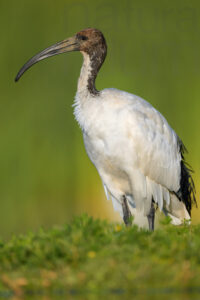 Foto di Ibis sacro (Threskiornis aethiopicus)