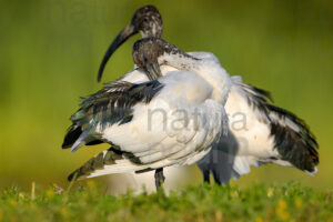 Foto di Ibis sacro (Threskiornis aethiopicus)