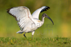 Foto di Ibis sacro (Threskiornis aethiopicus)