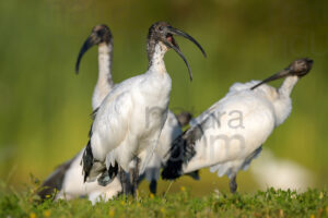 Foto di Ibis sacro (Threskiornis aethiopicus)