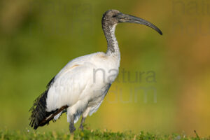 Photos of Sacred Ibis (Threskiornis aethiopicus)