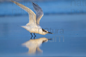 Foto di Beccapesci (Thalasseus sandvicensis)