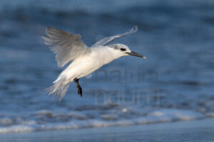 Foto di Beccapesci (Thalasseus sandvicensis)