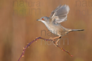 Foto di Occhiocotto (Sylvia melanocephala)