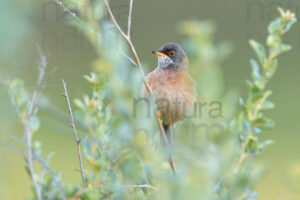 Photos of Spectacled Warbler  (Sylvia conspicillata)