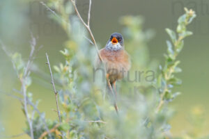 Photos of Spectacled Warbler  (Sylvia conspicillata)