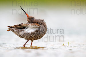 Foto di Totano moro (Tringa erythropus)